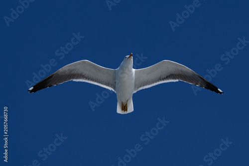 adult lesser black-backed gull (Larus fuscus) of subspecies intermedius in flight looking directly to the photographer, found at Texel,m in the Netherlands
