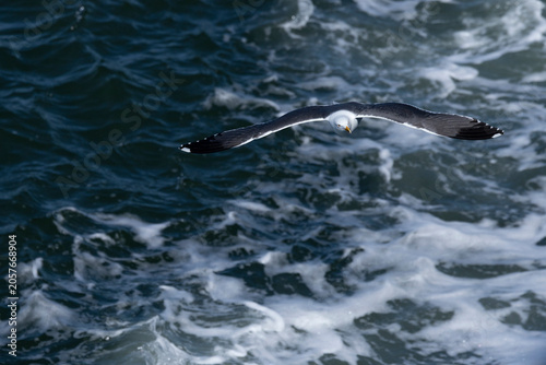 adult  lesser black-backed gull (Larus fuscus) of subspecies intermedius in flight, found at Texel,m in the Netherlands