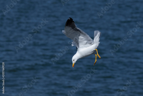 adult  lesser black-backed gull (Larus fuscus) of subspecies intermedius in flight is going to dip into water, found at Texel,m in the Netherlands