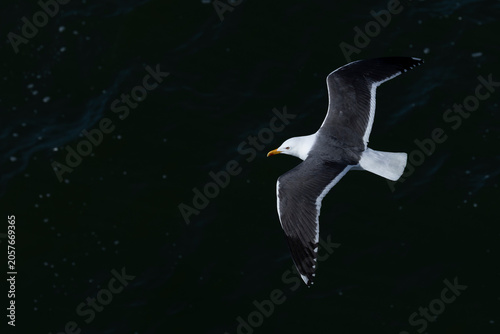 adult  lesser black-backed gull (Larus fuscus) of subspecies intermedius in flight, found at Texel,m in the Netherlands