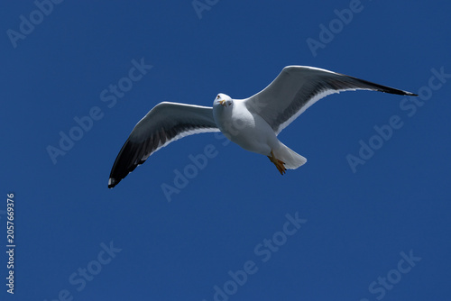 adult lesser black-backed gull (Larus fuscus) of subspecies intermedius in flight looking directly to the photographer, found at Texel,m in the Netherlands
