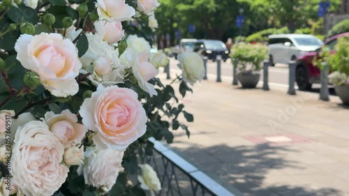 日本の横浜市日本大通りに咲いてるバラの花。明るい初夏の道の風景動画。