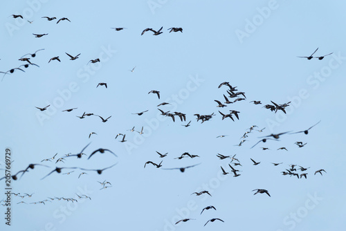 flock of brant or brent goose (Branta bernicla) of subspecies bernicla in flight, found at Texel in the Netherlands