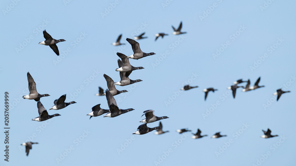 Obraz premium flock of brant or brent goose (Branta bernicla) of subspecies bernicla in flight, found at Texel in the Netherlands