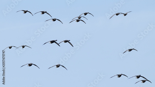 flock of brant or brent goose (Branta bernicla) of subspecies bernicla in flight, found at Texel in the Netherlands
