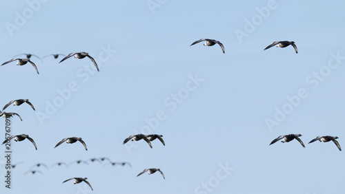 flock of brant or brent goose (Branta bernicla) of subspecies bernicla in flight, found at Texel in the Netherlands
