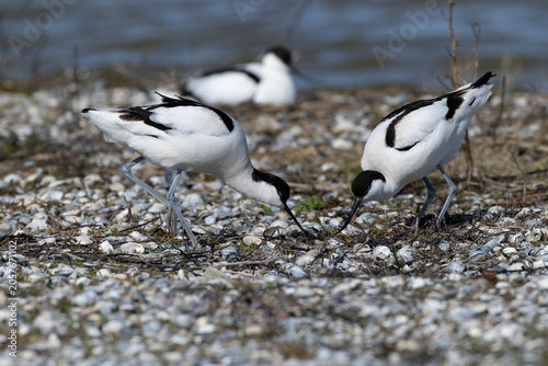 couple of adult pied avocet (Recurvirostra avosetta) at beach with seashells, found at Texel in the Netherlands