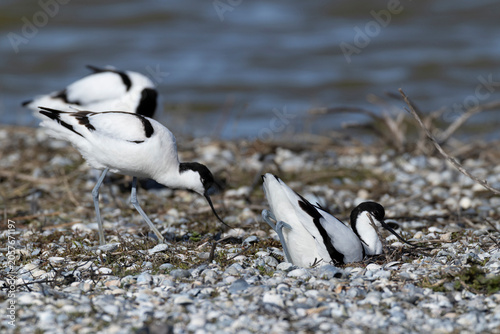 couple of adult pied avocet (Recurvirostra avosetta) at beach with seashells forming its nest between the seashells, found at Texel in the Netherlands