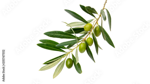 Fresh green olive branch with ripe fruits and leaves isolated on transparent background