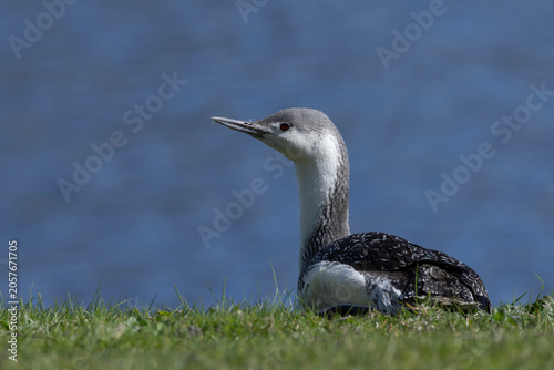 adult red-throated diver (Gavia stellata) in winter plumage resting at land, found at Texel in the Netherlands