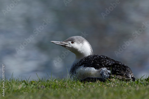 adult red-throated diver (Gavia stellata) in winter plumage resting at land, found at Texel in the Netherlands