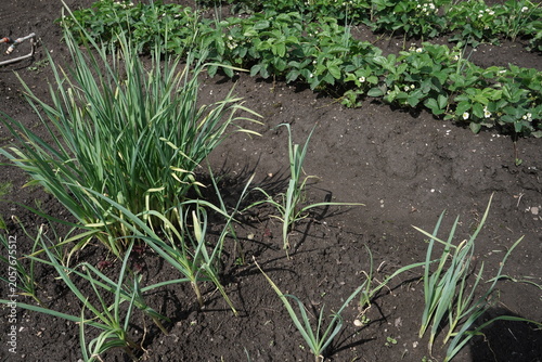 Fotografie A Lush Garden Bed Featuring Vibrant Green Onions Surrounded by Rows of Growing S