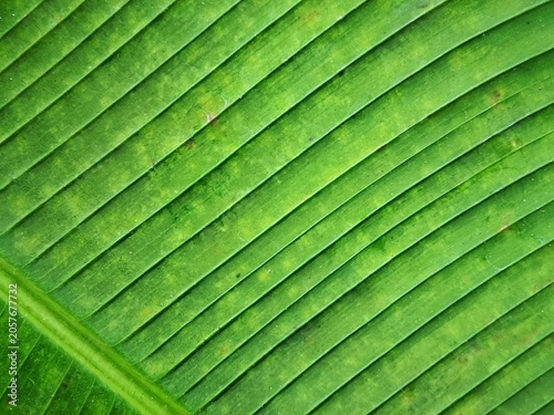 Close up macro shot of green banana leaf texture background with diagonal parallel veins