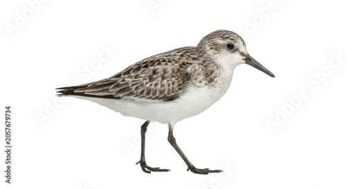 Konstfotografi Small shorebird with long legs standing on a white background