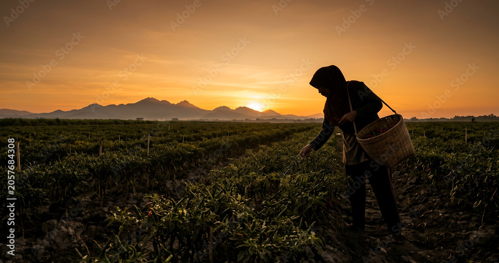 Fototapeta premium silhouette A traditional chili farmer picking chilies