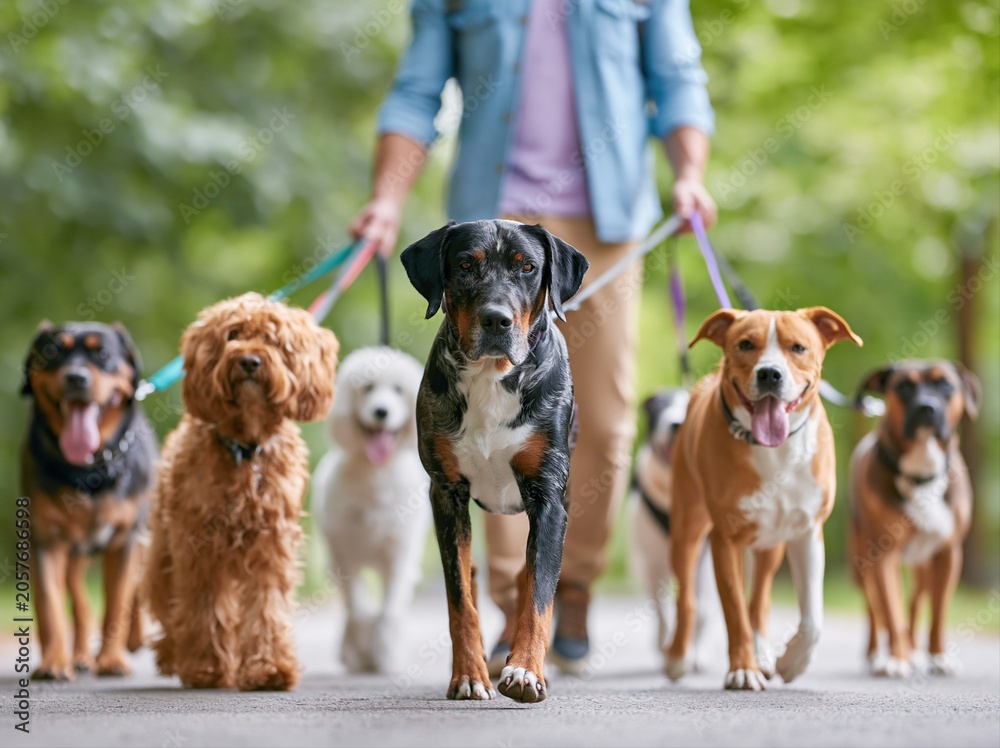 Naklejka premium Dog walker leads group of dogs on a sunny day in a park while people enjoy outdoor activities nearby