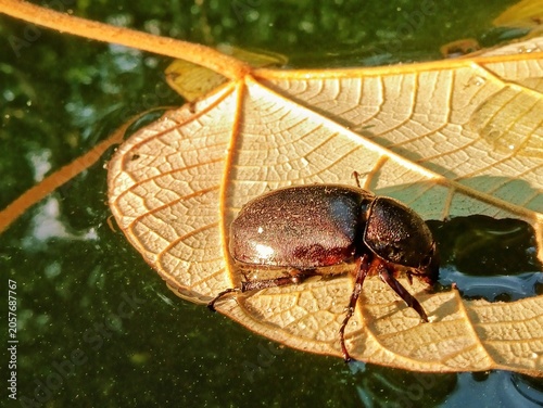 A brown beetle resting on a dried leaf floating on the surface of green pond water.