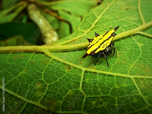 Macro photography of a yellow and black horned spider on a large green leaf stem in the wild.