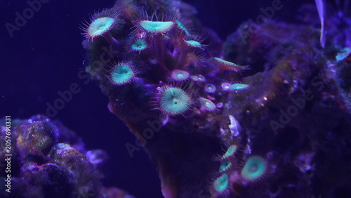 Stunning Zoanthid Corals in Reef Aquarium Display