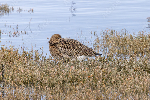 Bild auf Leinwand Eurasian Curlew Roosting in Saltmarsh