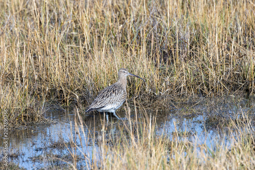 Photography Eurasian Curlew Wading at the Marsh Edge