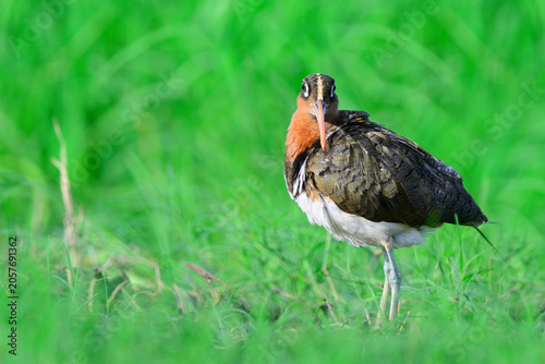 female of greater painted-snipe bird standing on green grass in rice plantation in rainny day, exotic wildlife