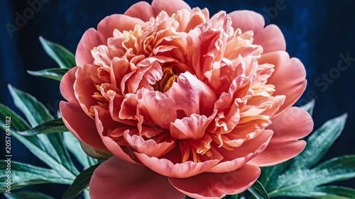 Magnificent Close Up of Coral Peony Flower Fully Bloomed with Lush Green Leaves in Soft Lighting