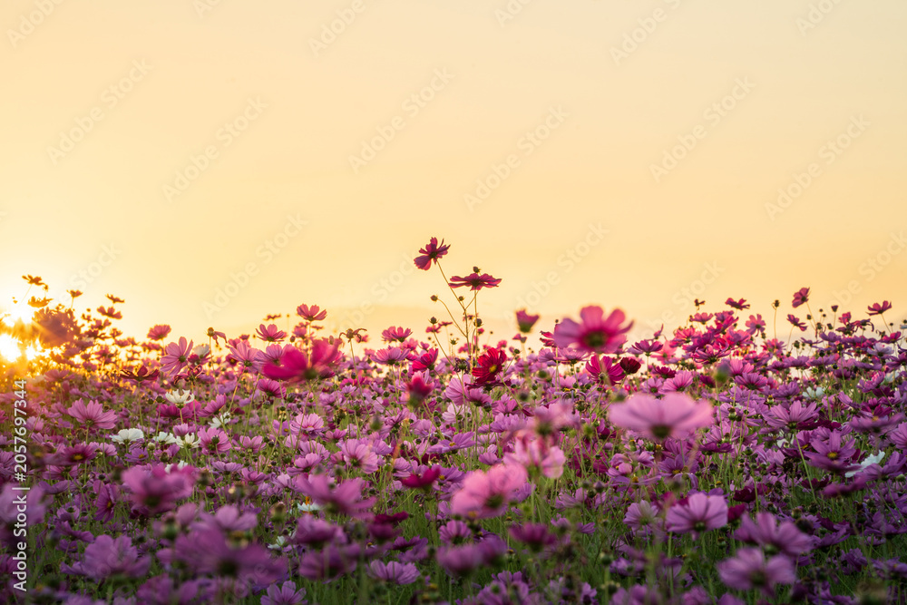 Obraz premium Pink cosmos flower field glowing in golden sunset light