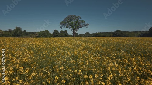Yellow rapeseed field with a tree as a point of interest, close to the ground drone footage