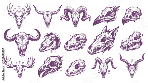 Konstfotografi Collection of animal skulls in vintage engraving style