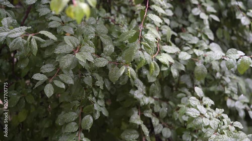 Ultra HD 4K video of lush green leaves gently swaying in a light breeze on a rainy day.
