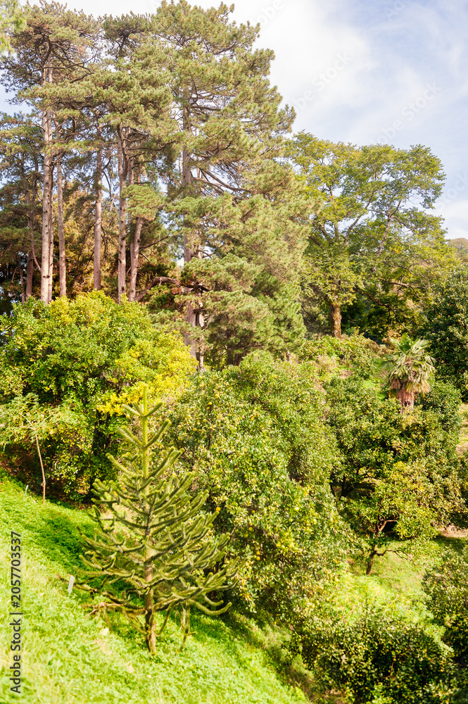 Fototapeta premium Forest landscape showcases lush greenery