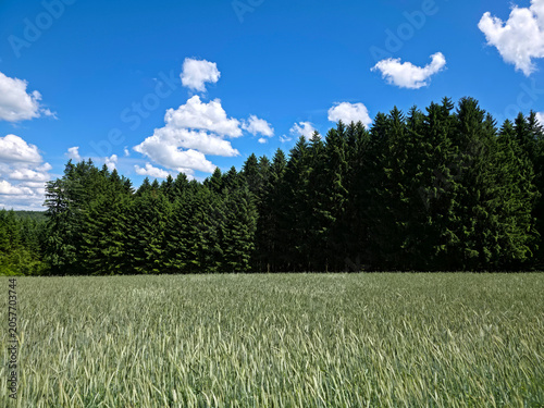 Φωτογραφία germany, abundant summer grainfield meeting lush forest landscape beneath crysta