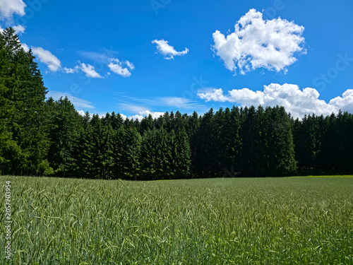 Canvas Print germany, golden grainfield beside thriving forest under flawless blue skies in b