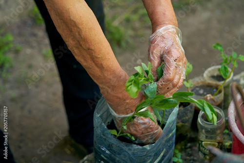 Planting eustoma flowers in pots at a dacha