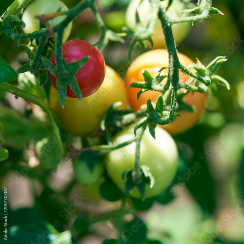 Tomatoes ripening on a bush on a farm