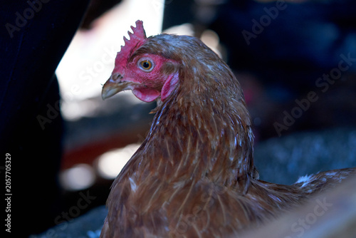 A close-up of a chicken in a coop