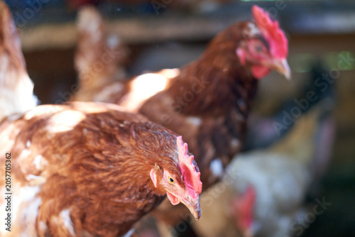 A close-up of a chicken in a coop