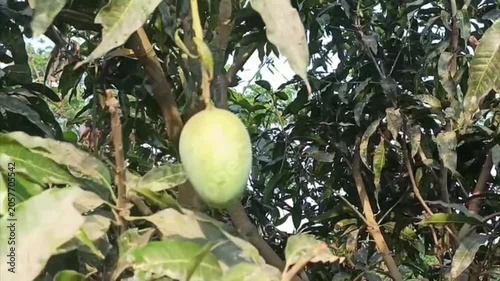 Fresh Mangoes Hanging Naturally with Green Leaves in Sunny Day 4k stock footage