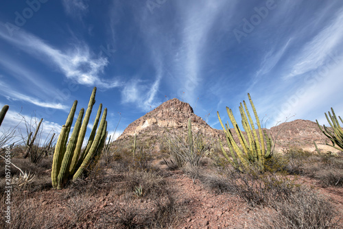 Organ pipe cactus growing in the Arizona desert landscape.
