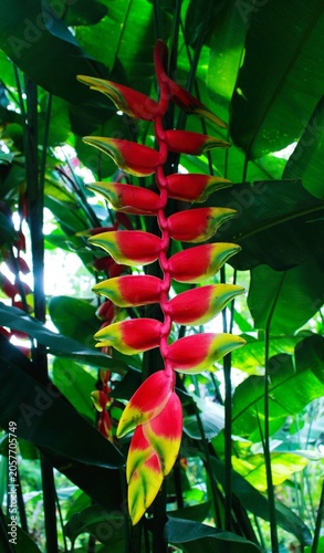 Φωτογραφία Heliconia rostrata is a tropical herbaceous plant with pendulous red-and-yellow bracts that attract hummingbirds