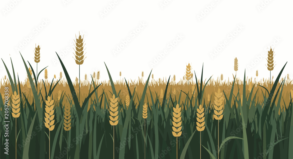 Obraz premium A border of green grass and golden wheat stalks against a white background, with a soft, hazy field