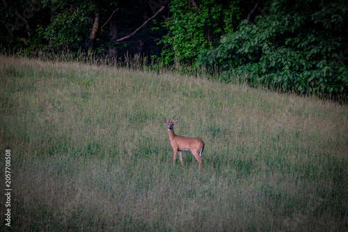 White tailed deer in the field