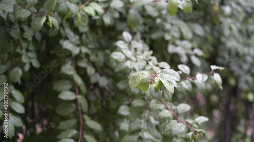 Green Foliage Swaying in Breeze. Natural Botanical Background 4k Video Footage. 