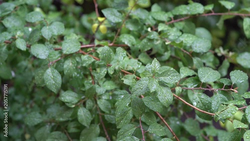 Ultra HD 4K video featuring fresh green leaves covered with raindrops after rainfall.