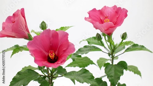 A macro video of vibrant pink hibiscus flower buds gracefully unfolding into full blooms, with lush green leaves in the foreground and a soft white background. A subtle push-in dolly video captures