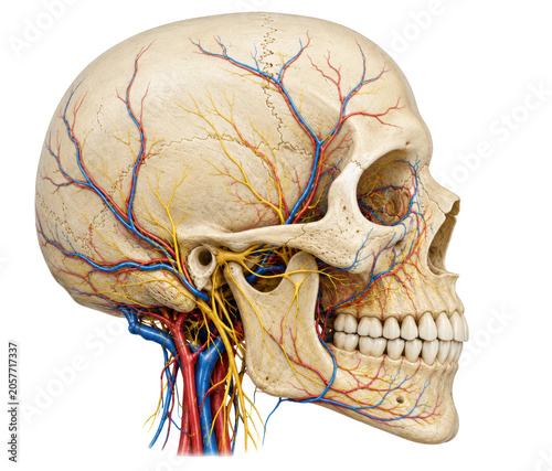 Human Skull Anatomy with Cranial Blood Vessels and Nerves Isolated on White Background