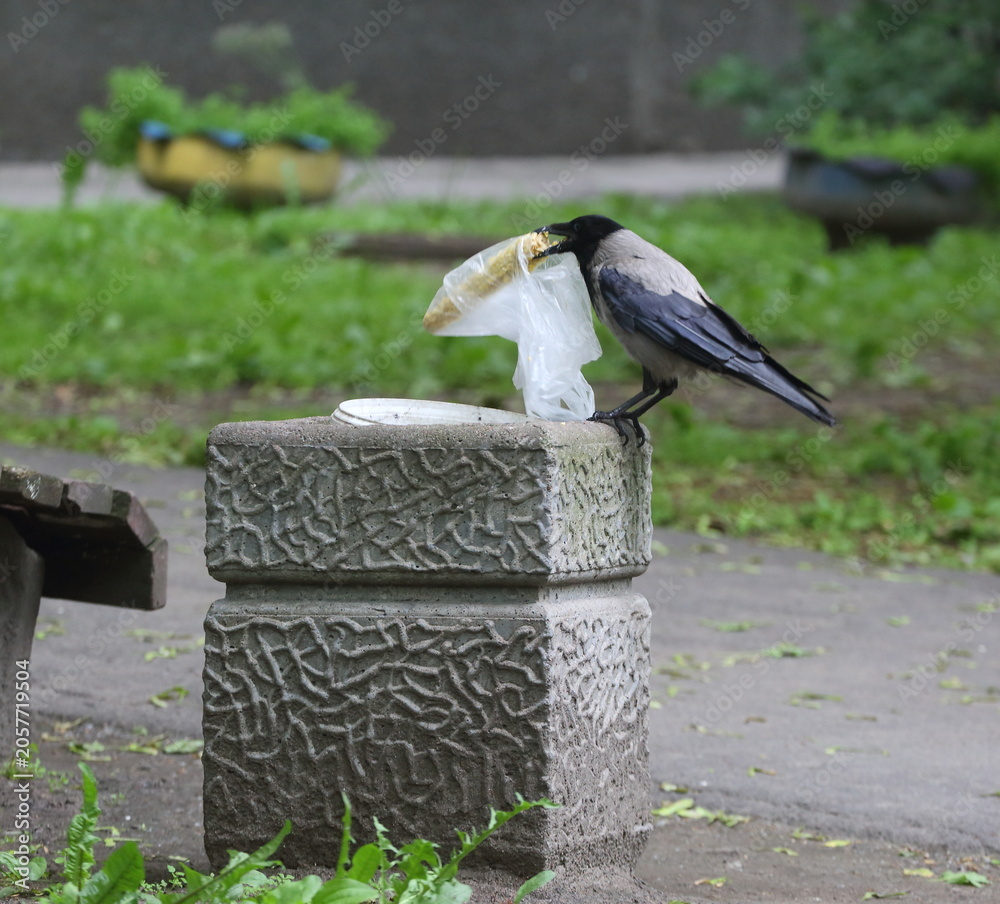 Obraz premium Sitting on a gray concrete trash can, a crow pulls out a plastic bag with an uneaten corn cob