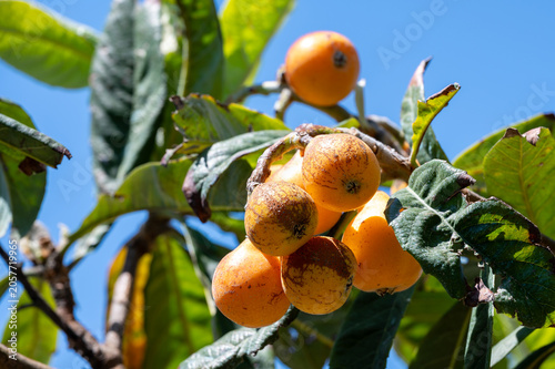 Canvastavla Ripe loquat fruits hanging on a branch in a sunny garden