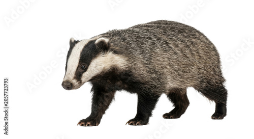 Valokuva European badger walking with distinctive black and white facial markings